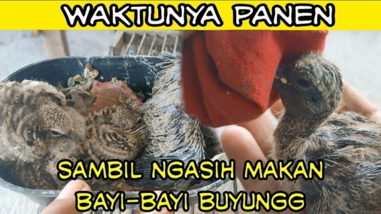Panen Bayi Burung Derkuku Dari Sangkar Sendiri