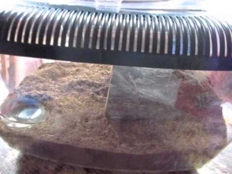 komodo plastic terrarium