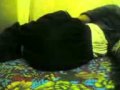 Babar Sleeping 3gp Babar Sleeping 3gp