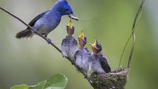 Black-naped monarch feeding babies