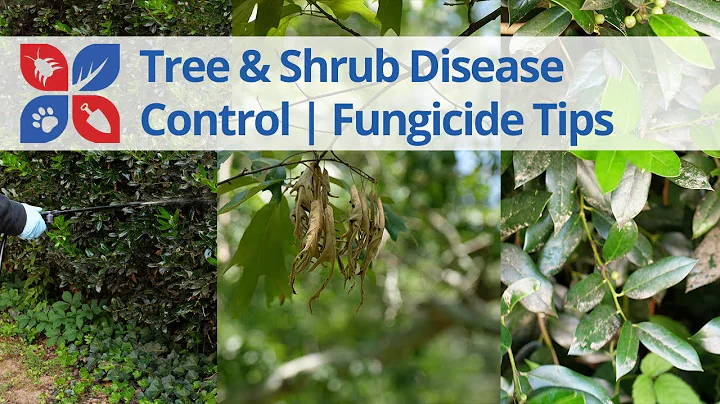 Tree & Shrub Disease Control - Fungicide Tips | DoMyOwn.com