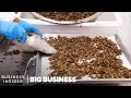 How north americas largest cricket farm harvests 50 million a week  big business