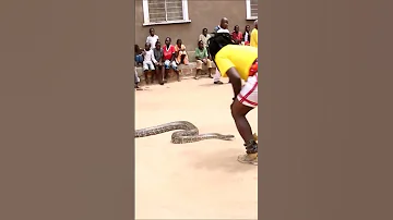 Sukuma Python 1 