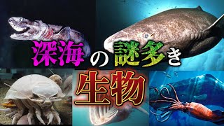 深海に生息する謎多き生物達が凄すぎる【5選】
