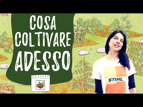 Video: Le mamme possono essere piantate?