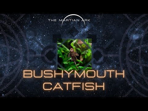 ቪዲዮ: Catfish ancistrus፡ መግለጫ እና ፎቶ