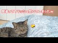 間違ってフラッシュ焚いてしまった時の猫のリアクションw【すずとコテツ】