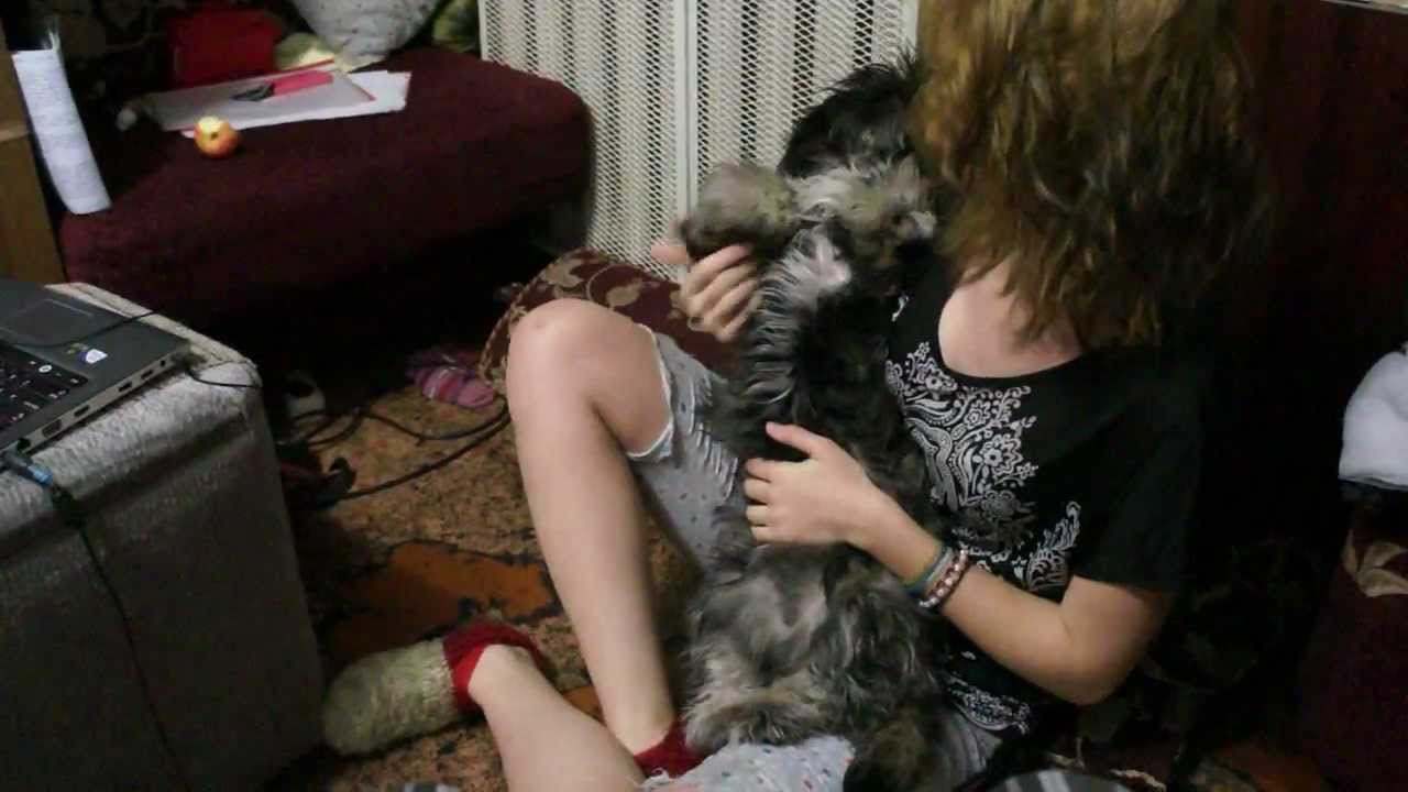 Лхаса апсо ( Lhasa Apso ) / Тибетский терьер(Tibetan Terrier).