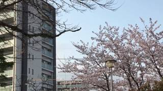surat al ahqaf ayat 15 di tengah keindahan sakura