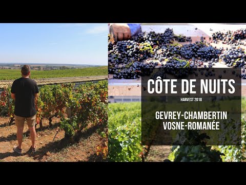 Wine Harvest in Côte de Nuits - explore Gevrey-Chambertin and Vosne-Romanée