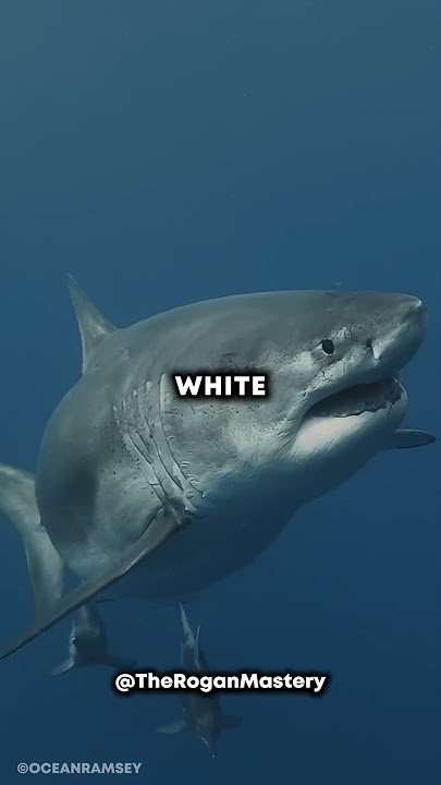 Crazy Woman Swimming With Great White Shark