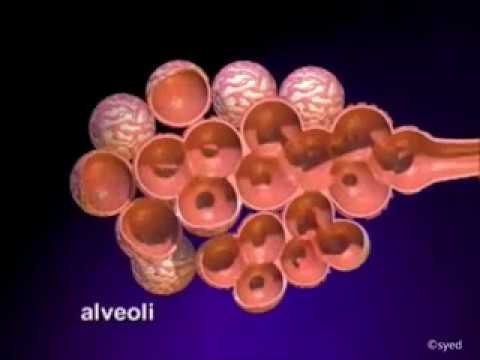 Video: Atelectasis - Slovar Medicinskih Izrazov