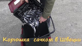 Корюшка сaчком в Швеции! 4K.