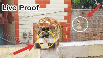 How to Make a Bird Trap - Best Quick Bird Trap Using Vital - How To Trap Bird | @creativetraps