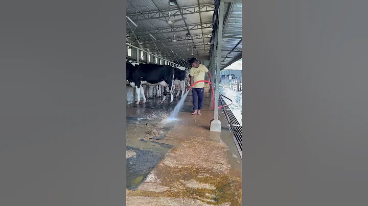 Cleaning cow dung in an instant using maximum water speed #reels #cowdung #fyp