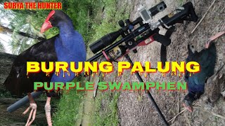 Berburu Burung Mandar Besar Mandar Biru Burung Palung Hunting Purple Swdanhen