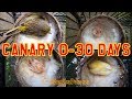 Canary 030 days