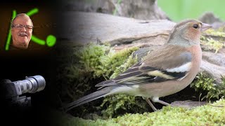 Buchfink - Fringilla coelebs