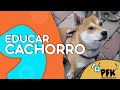 3 CONSEJOS PARA EDUCAR A UN CACHORRO | PETS FAMILY KIDS