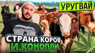 УРУГВАЙ ГДЕ ЛИГАЛАЙЗ И МНОГО БОГАТЫХ