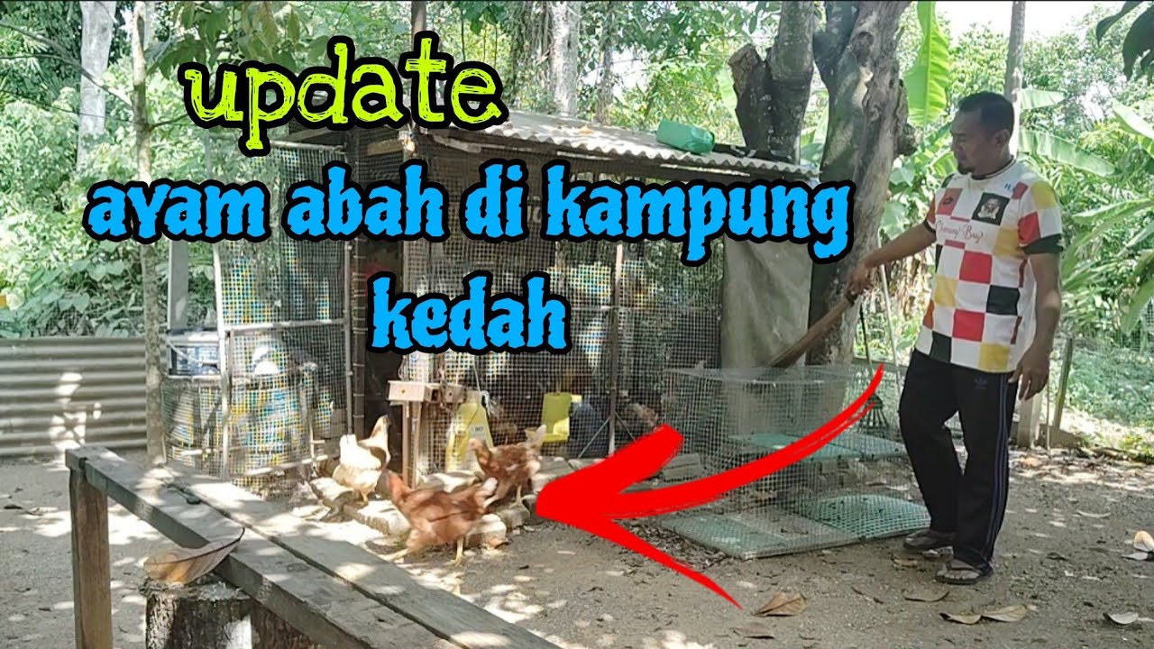 [Episod1422] inilah ayam LB abah pak pong yang dibela di kedah. gemok²...😁😁