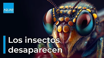 ¿Están desapareciendo los insectos?