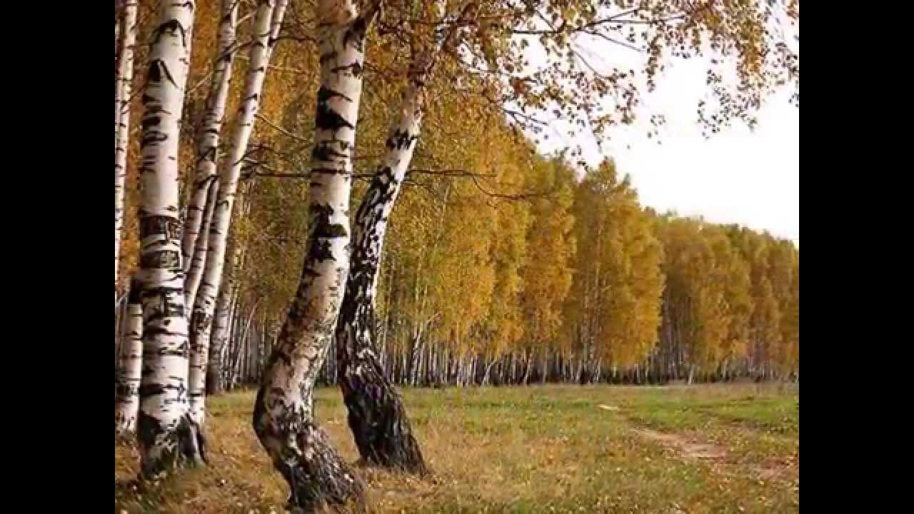 вершинный шум берез. текст про березу. береза под дождем. стих берёзы николай рубцов. песня где березоньки шумят в белой рощице.