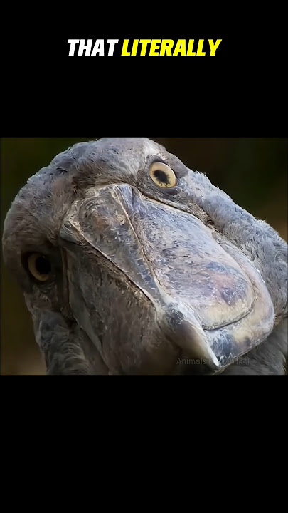 The Dumbest Bird on Earth? You Won’t Believe This! #shorts