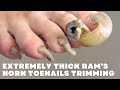 TRIMMING OF EXTREMELY THICK RAM’S HORN TOENAILS ***NOT CLICK BAIT***