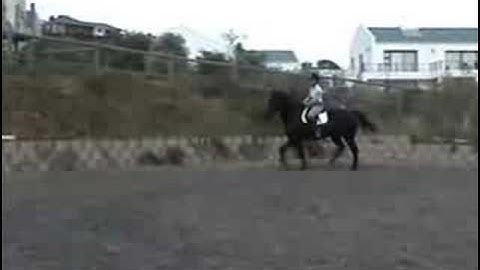 Corbin bitless bridle in action