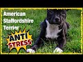 AMSTAFF Music For Dogs ~ Dog Relaxing Music ~ Music for Dogs with Anxiety (Tested)