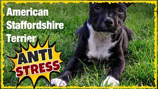 AMSTAFF Music For Dogs ~ Dog Relaxing Music ~ Music for Dogs with Anxiety (Tested)