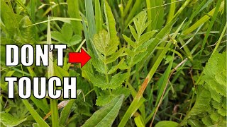 Identifying early-season wild parsnip