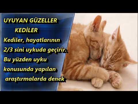 Kediler Gunde Kac Saat Uyur Youtube