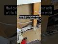 41% Moisture Content — What Hidden Mold Looks Like | Mold Remediation Austin TX