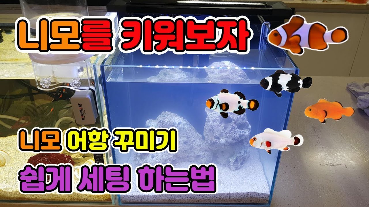 [TV생물도감]니모를 키워보자! 니모쉽게 키우는법! 세팅방법공개