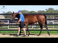 Lot 277: Best Of Bordeaux x I Am Ready Colt | MM Adelaide