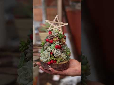 Video: Adornos navideños suculentos: hacer adornos con suculentas