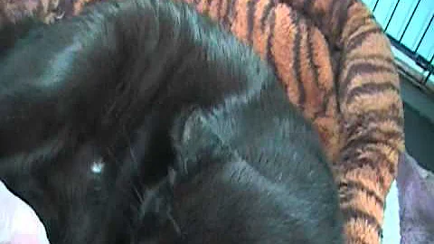 Watch the video about Beautiful Desert Lynx Highlander Kittens Three Days Old