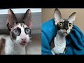 CORNISH REX CATS 2021 の動画、YouTube動画。