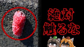 【外来種】触れるだけでアウト！？ジャンボタニシの恐ろしさ【ヤバい外来種#5】