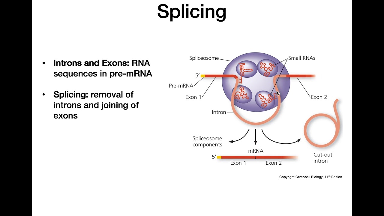 rna processing