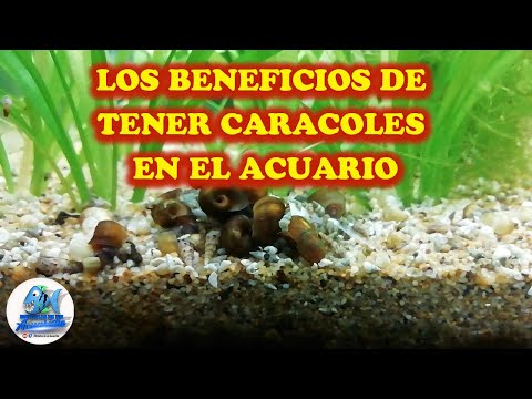 Video: ¿Los caracoles neritas duermen?