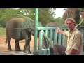 Ashley at One Year - Our Orphaned Elephant