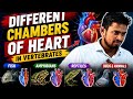 DIFFERENT CHAMBERS OF HEART IN VERTEBRATES