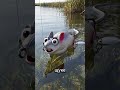 Мышь — поверхностная приманка 🎣#рыбалка #мышь #щука #топвотер #спиннинг #рыбацкийюмор #fishing 🎣