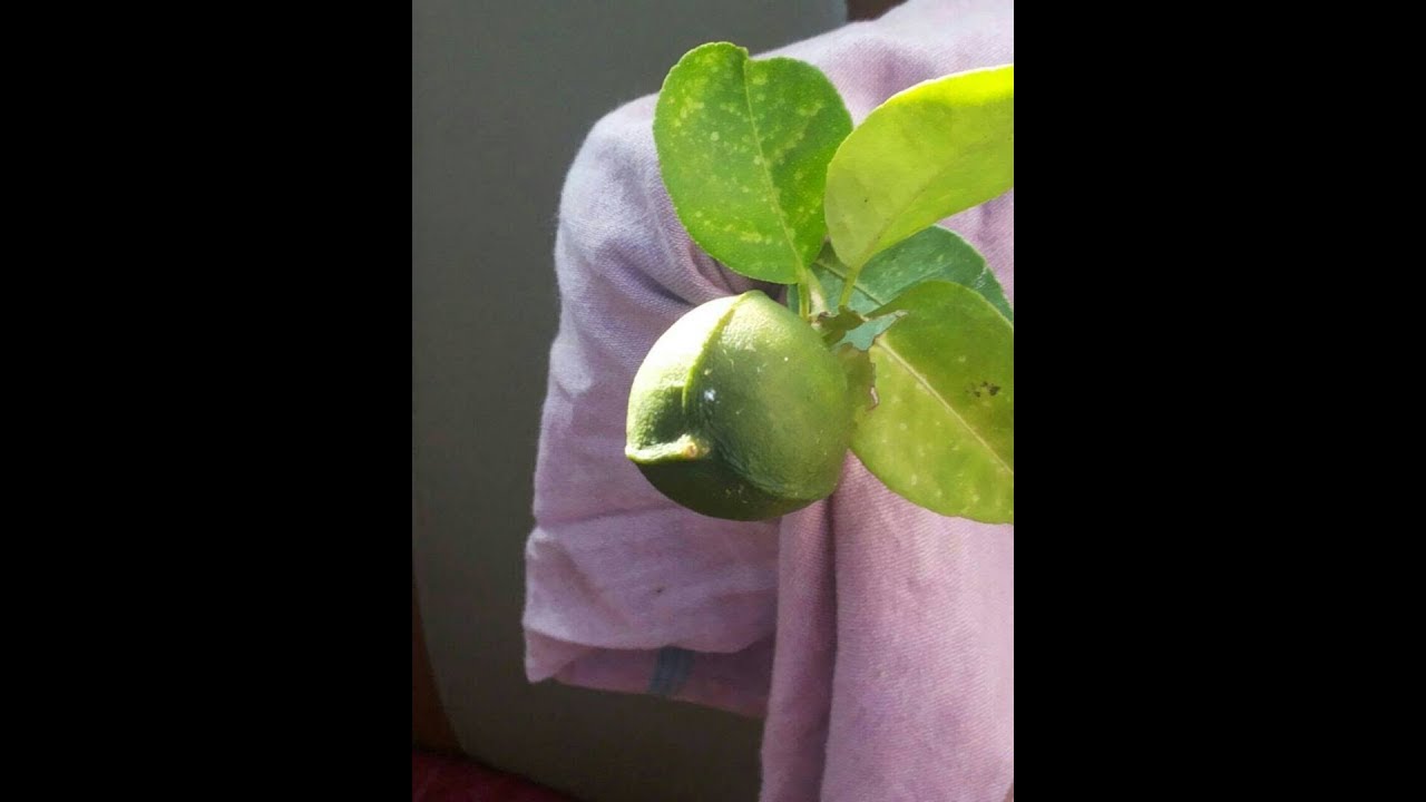 3 lines lemon tree test || forest lemon