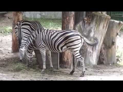 Video: Kurš Zoodārzs Kazahstānā Ir Vislielākais