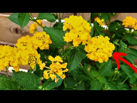 Video: Lantana tiene hojas amarillas: qué hacer con Lantana con hojas amarillas