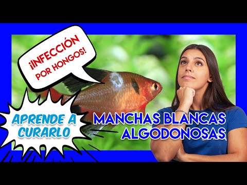 Enfermedades en peces - manchas blancas algodonosas por HONGOS hqdefault